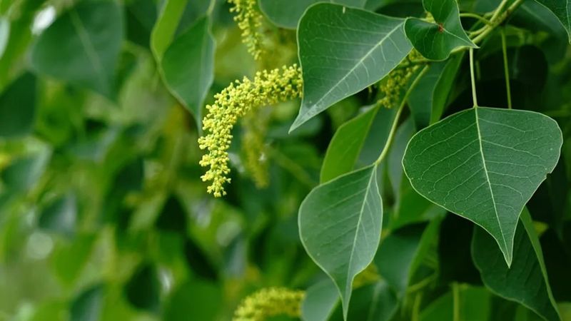 Chinese Tallow Is Now Banned For Good Reason Chinese Tallow Is Now Banned For Good Reason