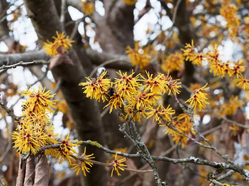 Chinese Witch Hazel