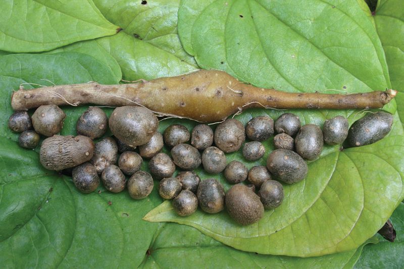 Chinese Yam Is A Sneaky Invader In New York