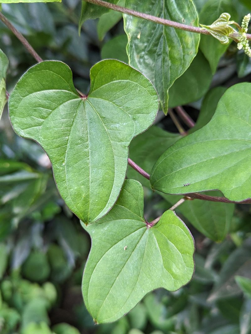 Chinese Yam