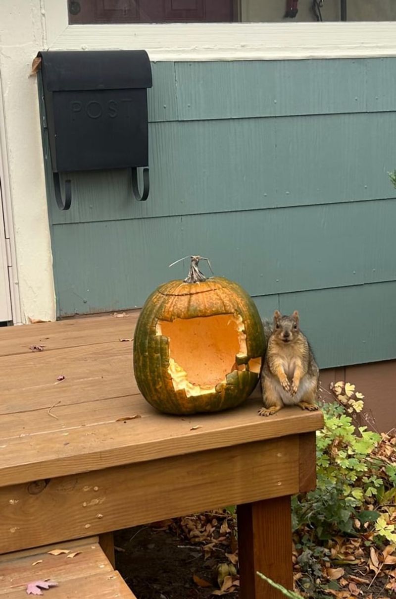 Chipmunks Steal The Seeds Chipmunks Steal The Seeds