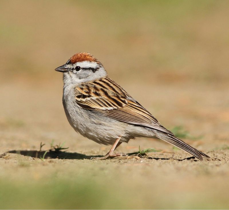 Chipping Sparrow