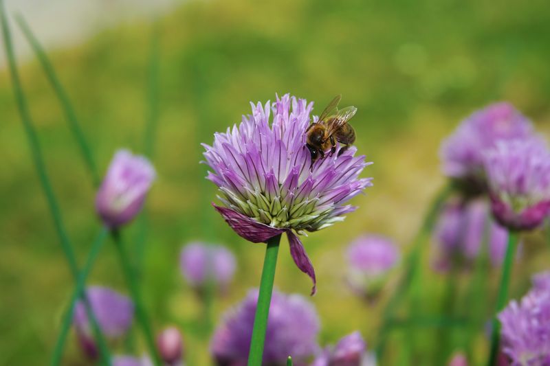 Chives Offer Pretty Purple Pest Control