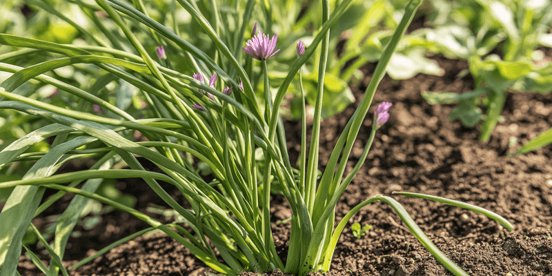 Chives Stay Productive Right Through Winter