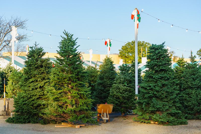 Choose A Healthy Tree At The Store