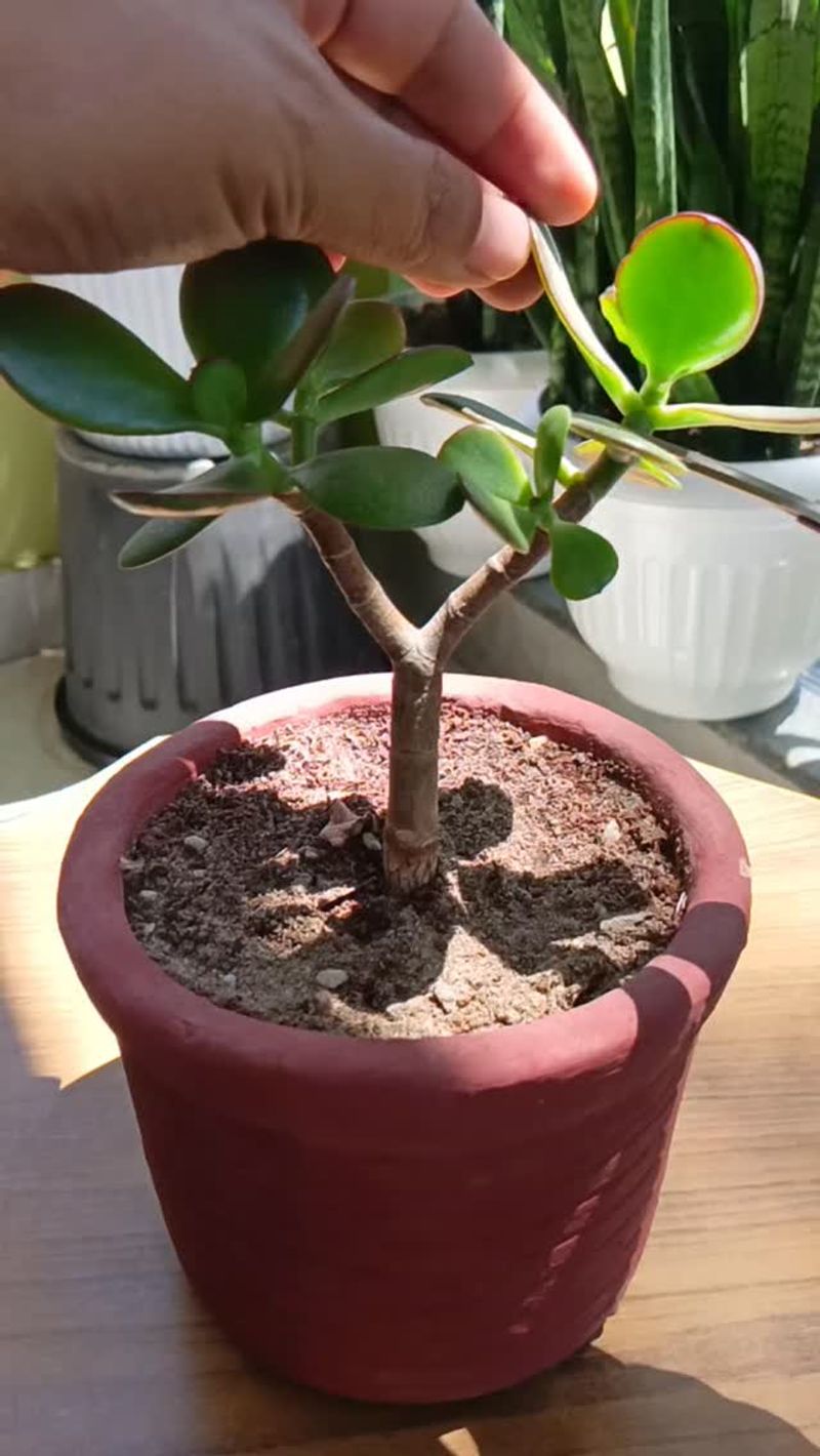 Choose A Main Trunk And Clear The Lower Stem