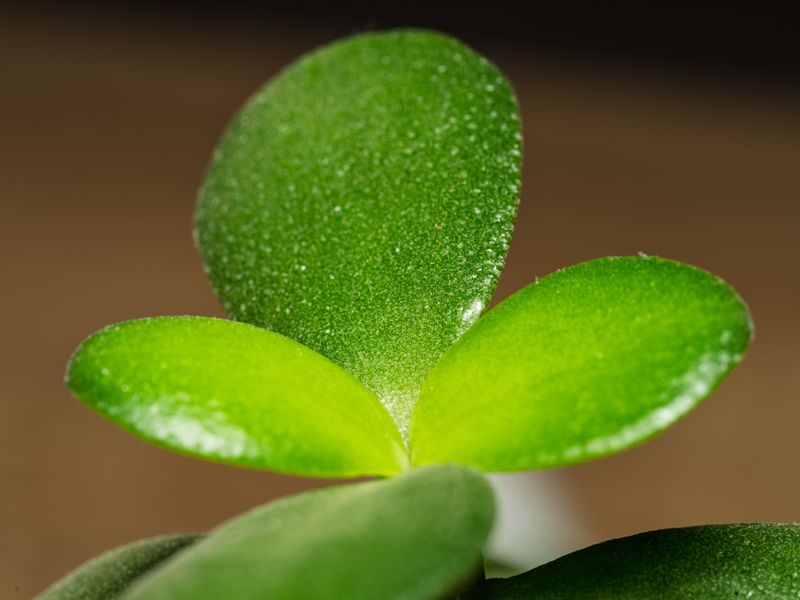 Choose A Plump And Healthy Leaf Choose A Plump And Healthy Leaf