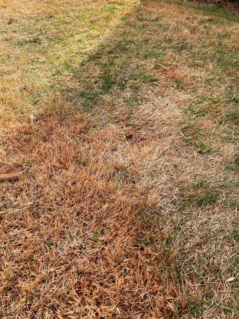 Choose A Product That's Safe For Your Grass