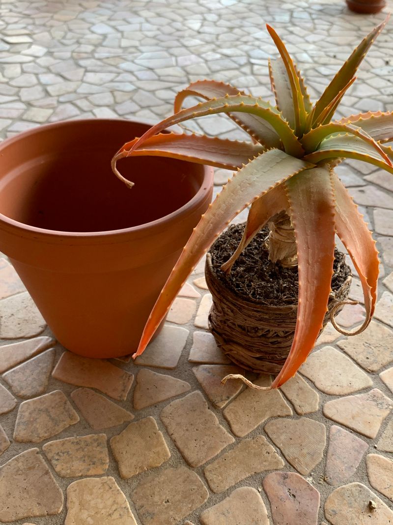 Choose A Snug Pot For The Roots Choose A Snug Pot For The Roots