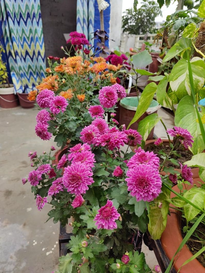 Choose A Sunny Bed With Soil That Drains Well