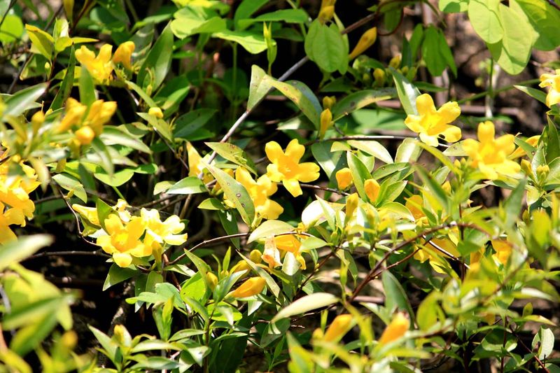 Choose A Sunny Spot With Soil That Drains Well
