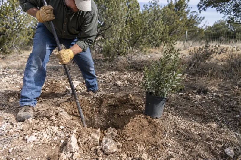Choose Arizona plants for the site, not a pest promise Choose Arizona plants for the site, not a pest promise