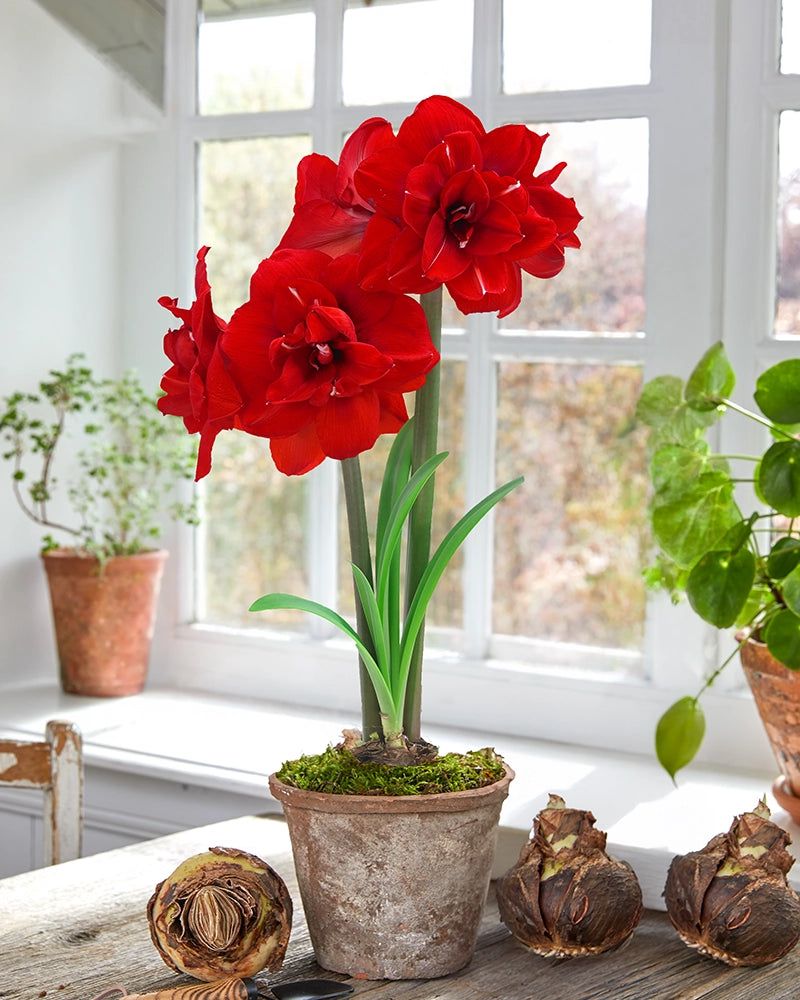 Choose Big, Firm Bulbs For Bigger Flowers