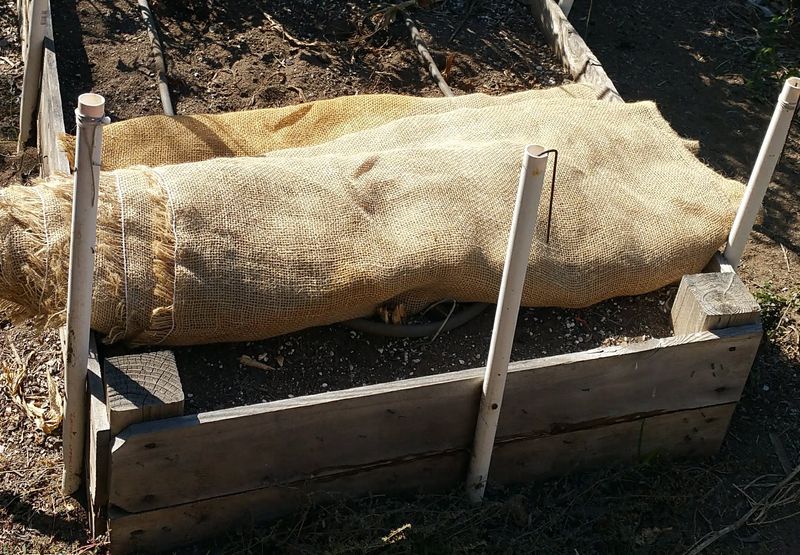 Choose Breathable Burlap Over Plastic