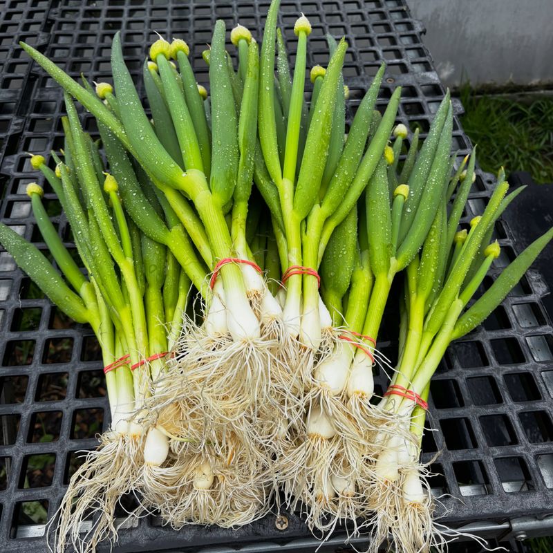 Choose Bunching Onions For The Most Reliable Harvest
