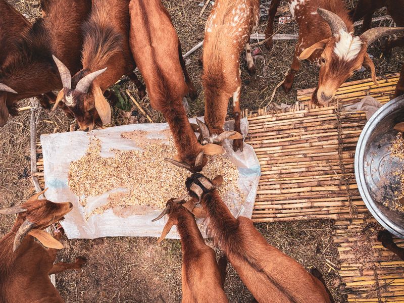 Choose Complete Feeds Made For Senior Or Forage-Light Diets Choose Complete Feeds Made For Senior Or Forage-Light Diets