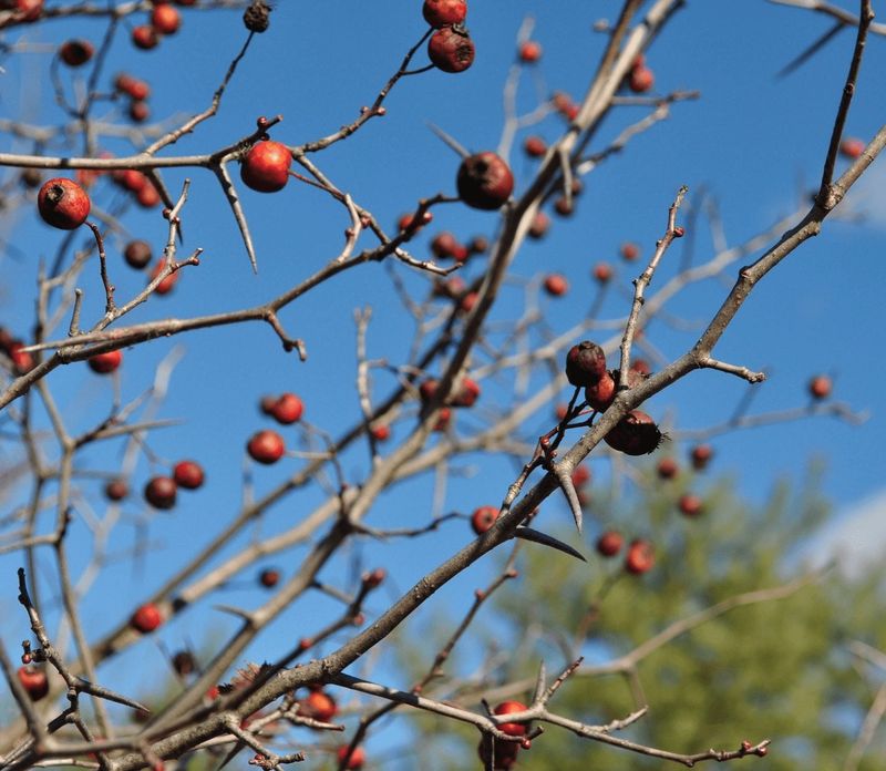 Choose Disease-Resistant Species And Good Sites