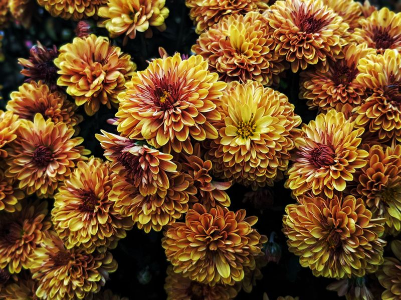 Choose Flowers That Love Alabama Fall Choose Flowers That Love Alabama Fall
