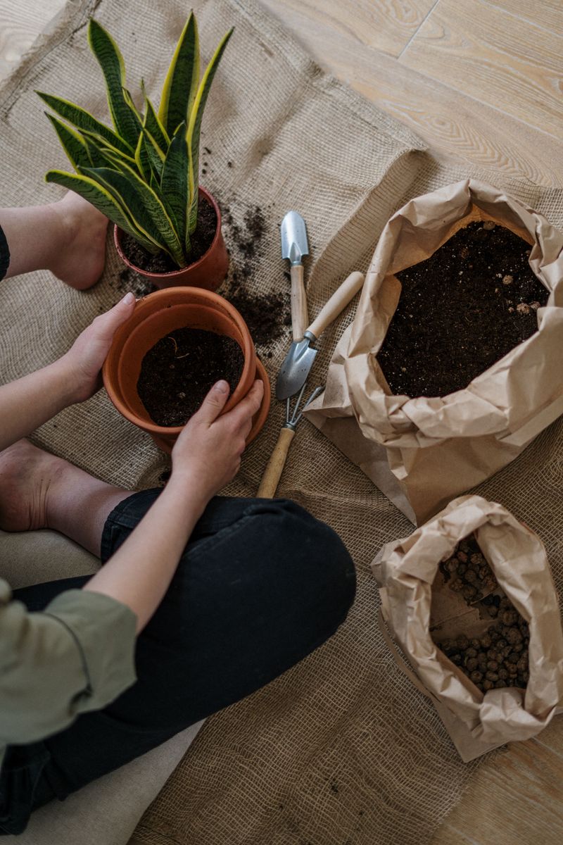 Choose Gritty Soil And A Terracotta Pot For Spring