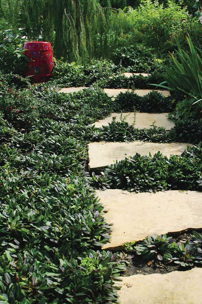 Choose Groundcovers That Fill In And Stay Low
