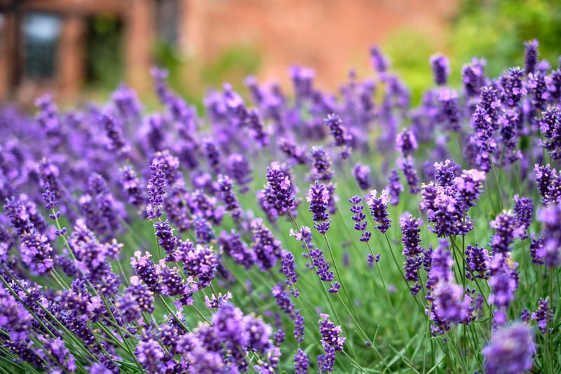 Choose Hardy Varieties Like Munstead And Hidcote