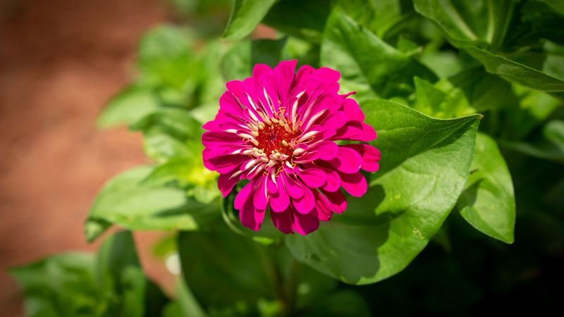 Choose Healthy, Open-Pollinated Plants