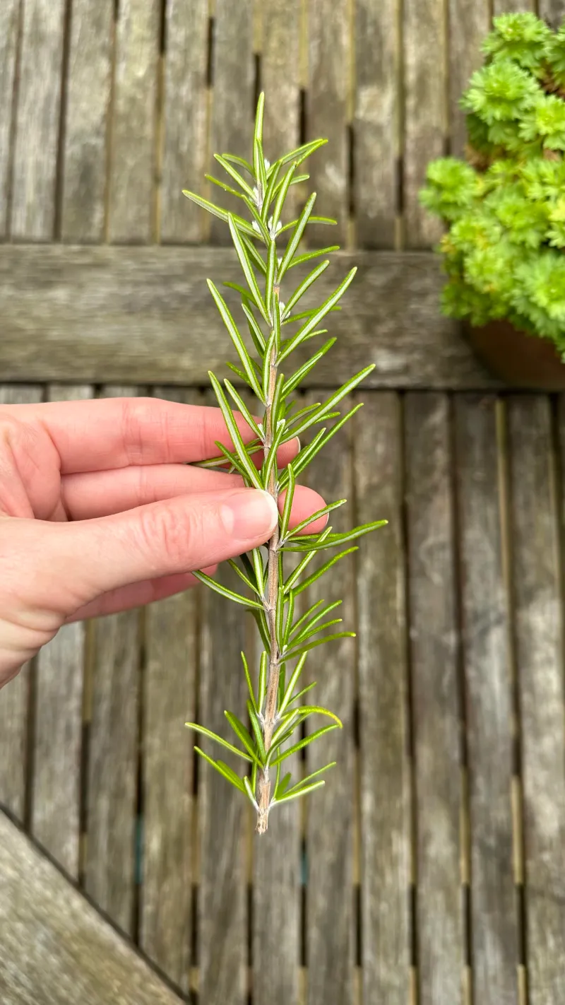 Choose Healthy Stems Without Flowers Choose Healthy Stems Without Flowers