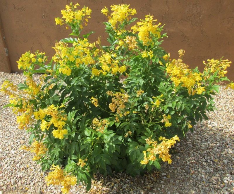 Choose It for Potential Seasonal Color, Not a Guarantee