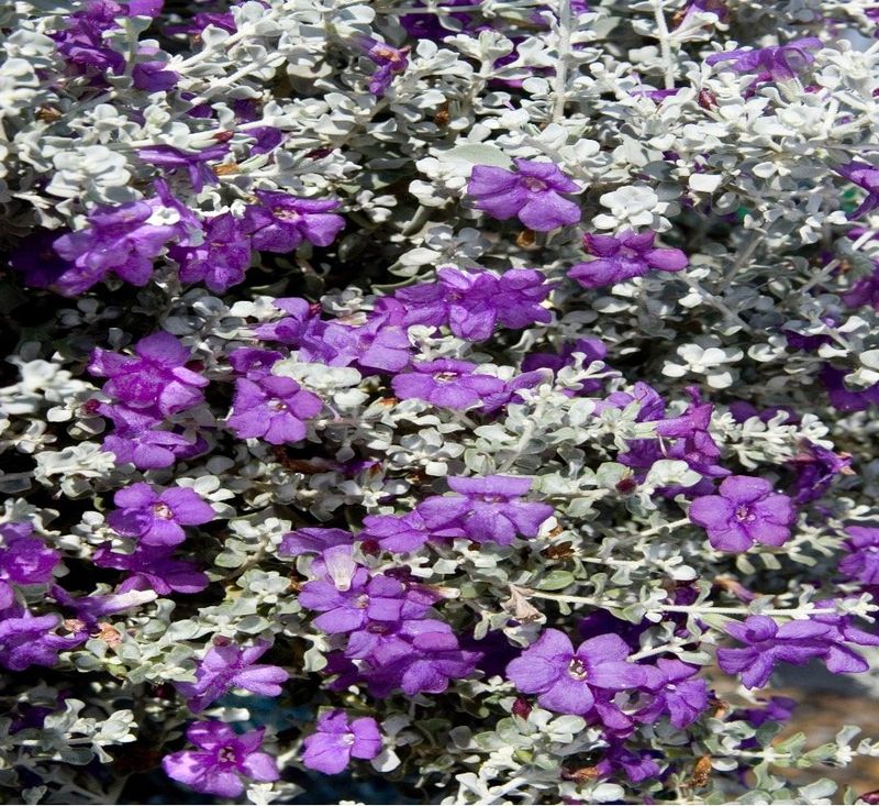 Choose Javelina-Resistant Plants