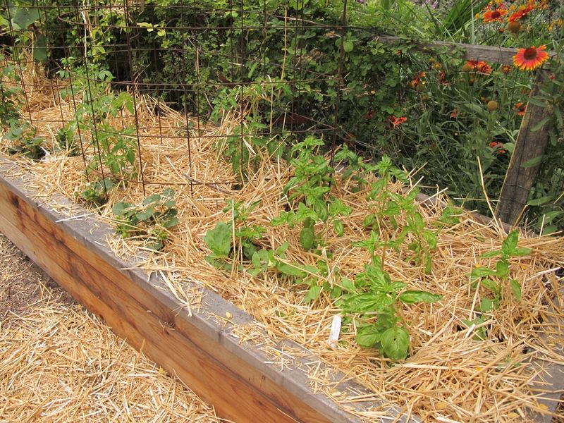 Choose Mulch With A Verified Source For Vegetable Beds Choose Mulch With A Verified Source For Vegetable Beds
