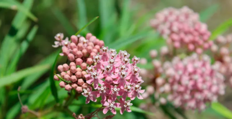Choose Native Milkweed Over Tropical Types In Texas Choose Native Milkweed Over Tropical Types In Texas