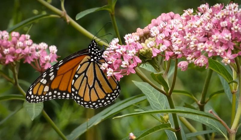 Choose Native Milkweeds For Pennsylvania Choose Native Milkweeds For Pennsylvania