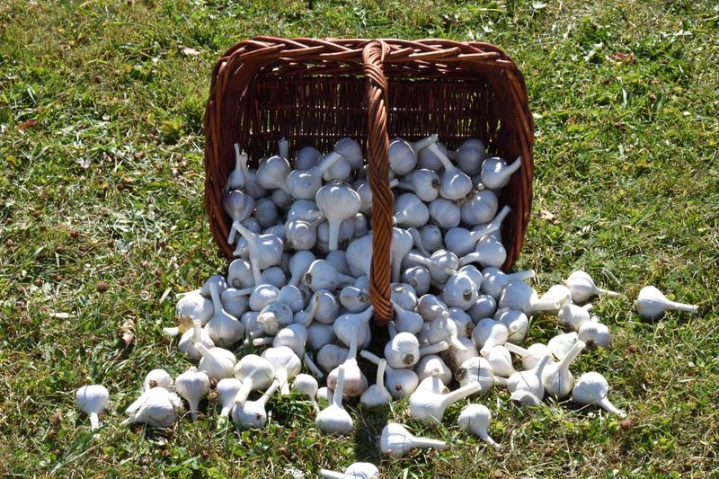 Choose Organic Bulbs When You Can