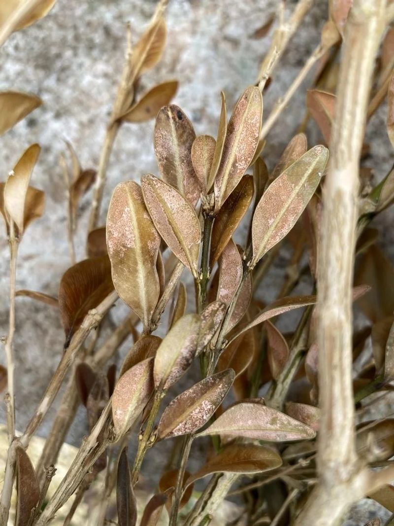 Choose Parent Plants With No Signs Of Blight Or Leaf Spots Choose Parent Plants With No Signs Of Blight Or Leaf Spots