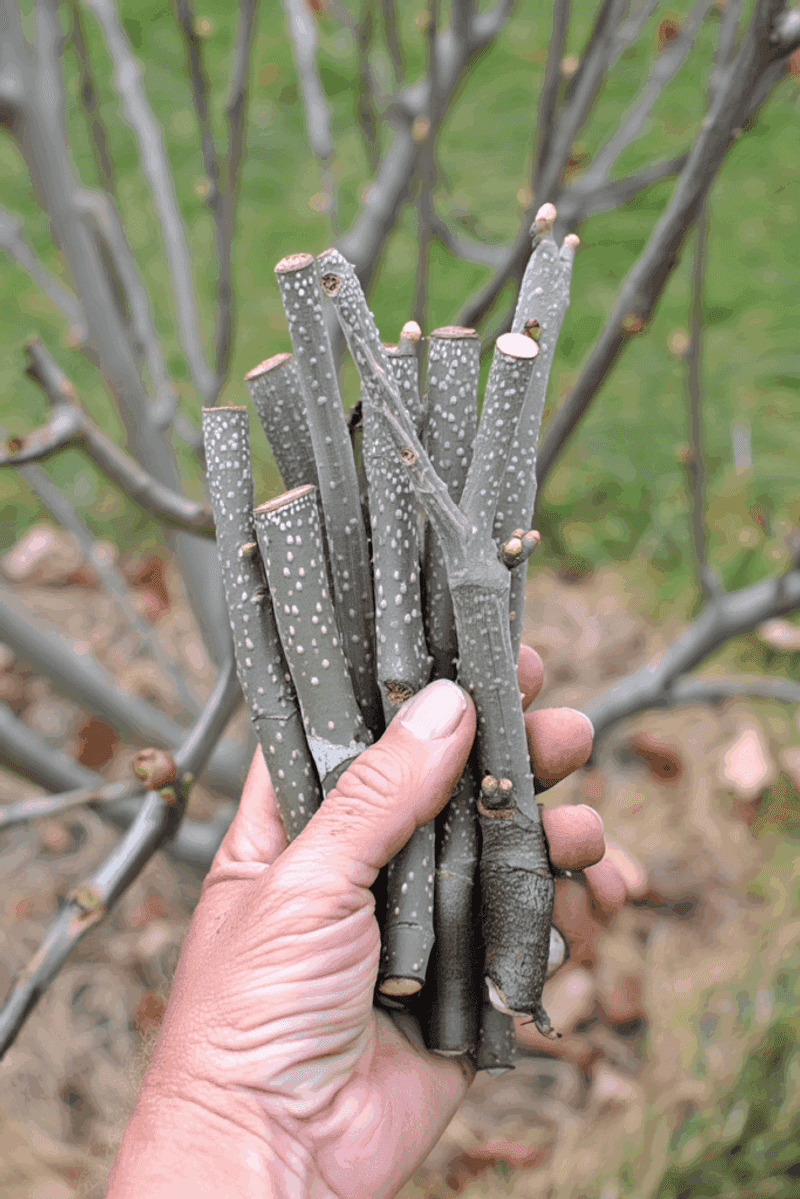 Choose Pencil-Thick Stems From This Year’s Growth Choose Pencil-Thick Stems From This Year’s Growth