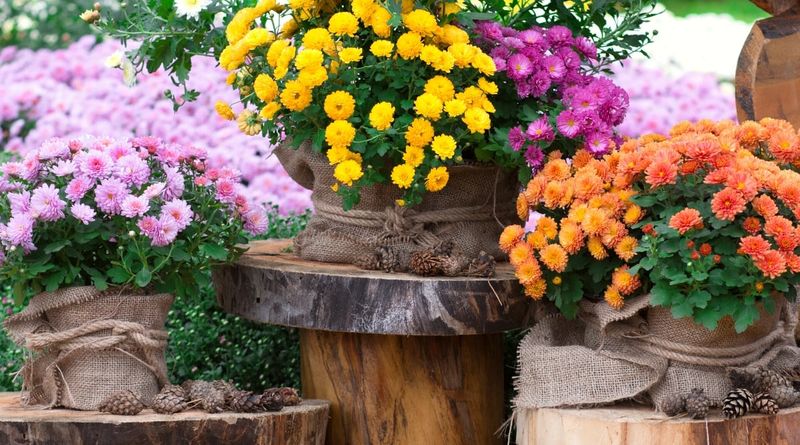 Choose Perennials That Can Handle Garage Storage Choose Perennials That Can Handle Garage Storage