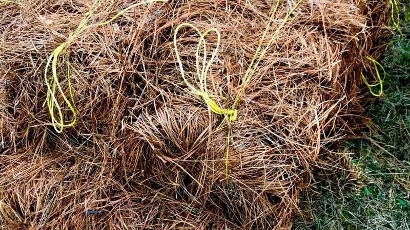 Choose Pine Straw From Sources That Keep Invasive Plants Out