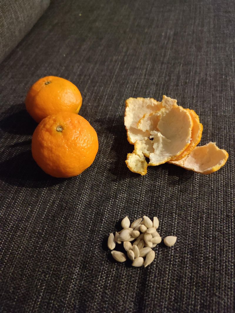 Choose Plump Seeds From Fresh Fruit Choose Plump Seeds From Fresh Fruit
