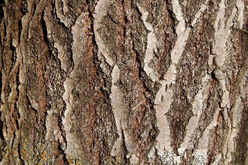 Choose Rougher-Barked Trees For New Plantings Choose Rougher-Barked Trees For New Plantings