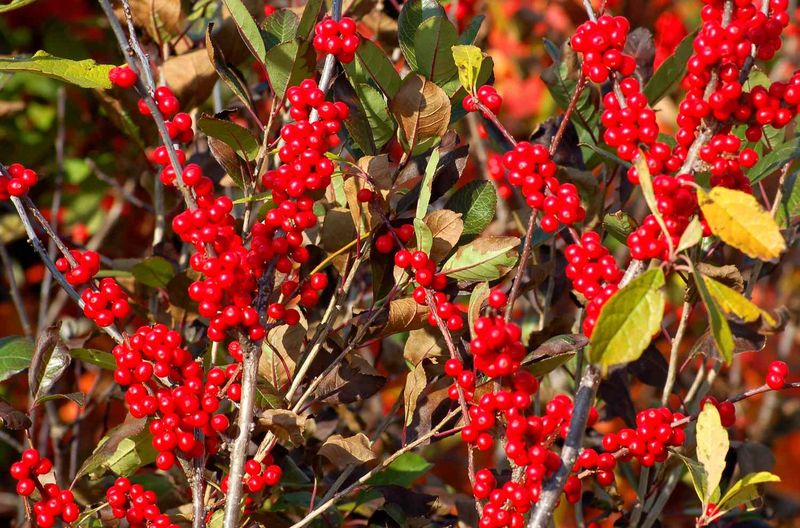 Choose Salt-Tolerant Plants For Roadside Beds Choose Salt-Tolerant Plants For Roadside Beds