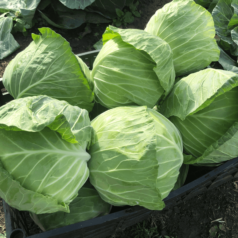 Choose Split-Resistant Varieties Choose Split-Resistant Varieties
