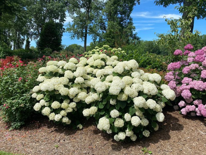 Choose Sturdier Varieties For Future Plantings