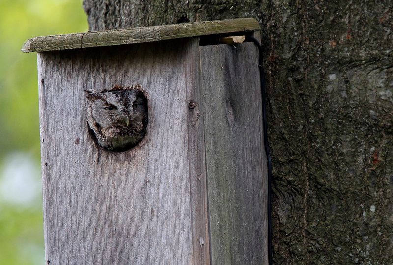 Choose The Right Box For Your Owl Choose The Right Box For Your Owl