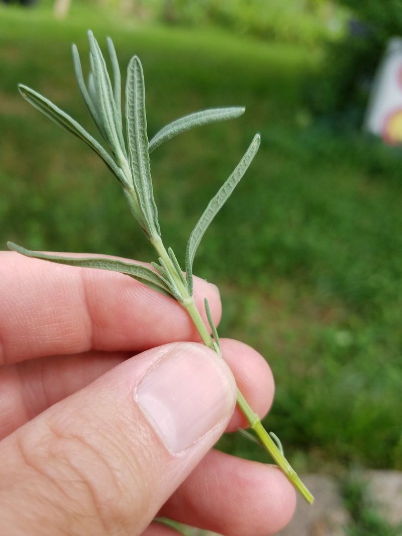 Choose The Right Lavender Stems In Early Fall