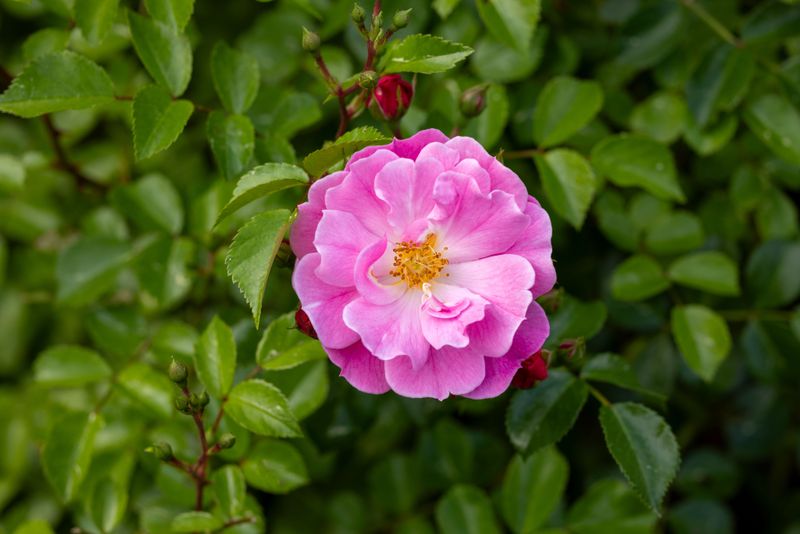 Choose The Right Roses To Root