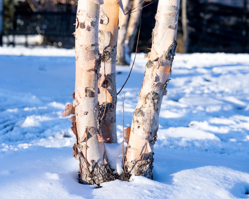 Choose Trees And Shrubs With Colorful Bark Choose Trees And Shrubs With Colorful Bark