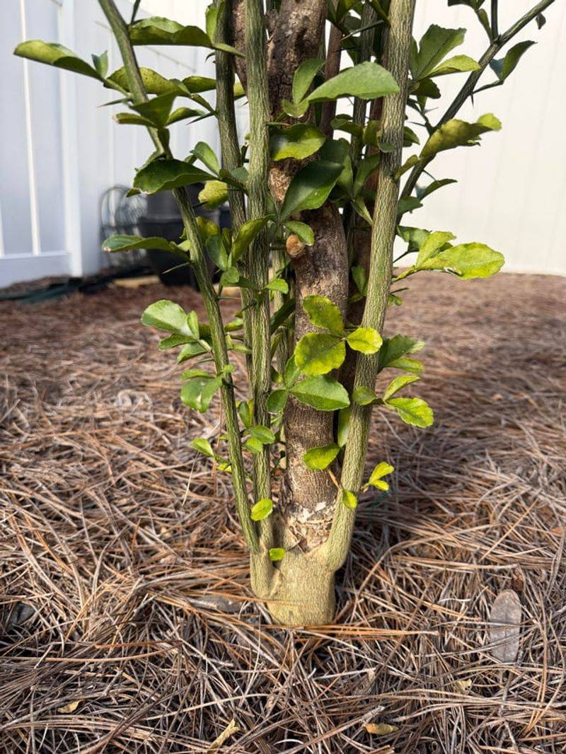 Choose Trees On Cold-Hardy Rootstock