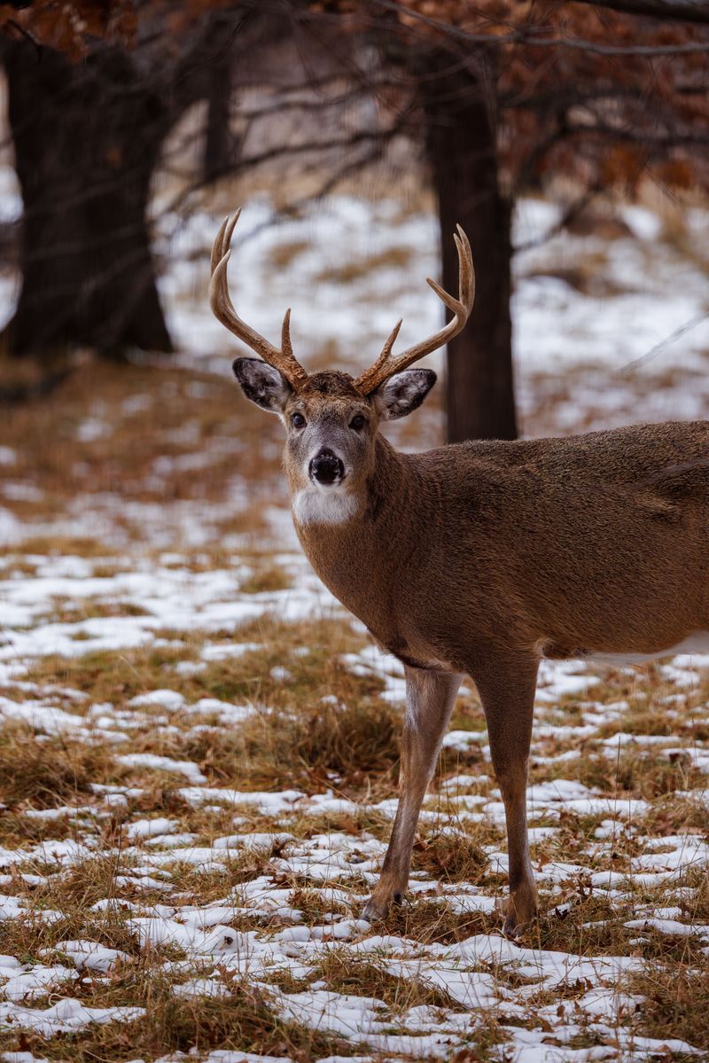 Choose Trees That Deer Browse Less Choose Trees That Deer Browse Less