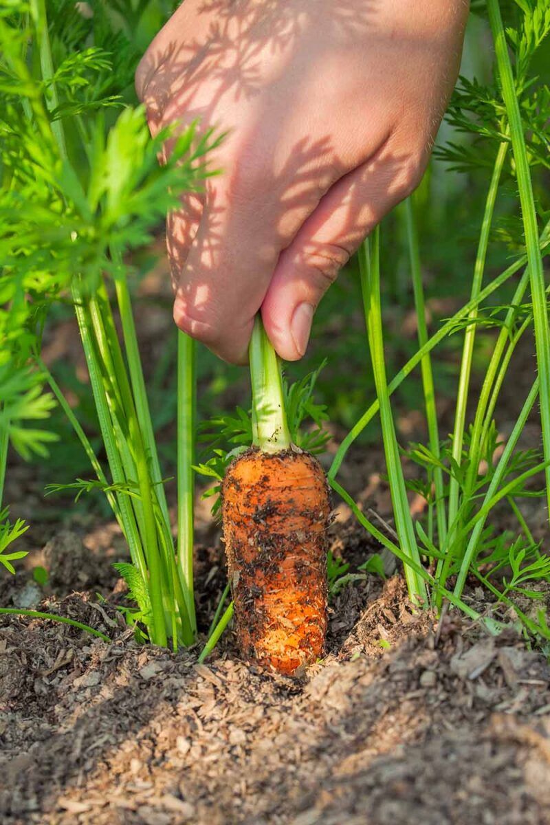 Choose Varieties Less Prone To Cracking