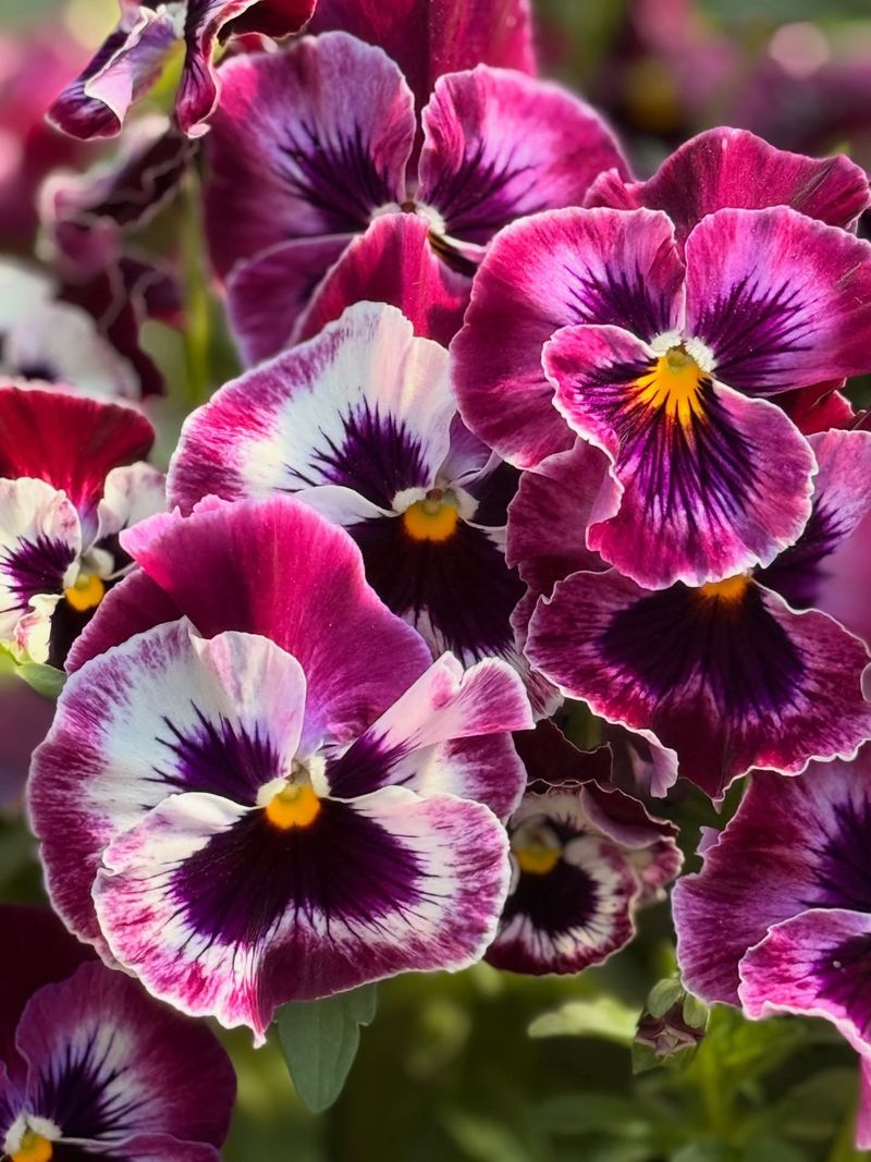 Choose Violas For Colder Spots And Pansies For Showy Beds